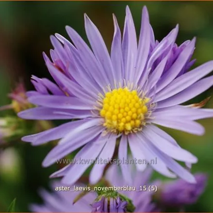 Aster laevis 'Novemberblau'