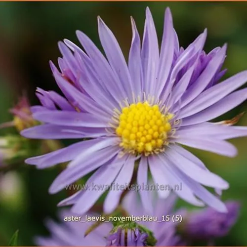 Aster laevis 'Novemberblau'