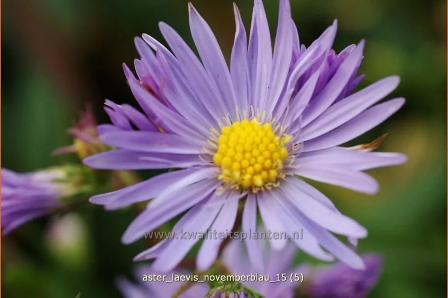 Aster laevis 'Novemberblau'