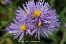 Aster laevis 'Novemberblau'