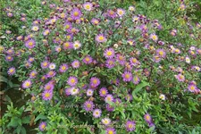 Aster ageratoides 'Ezo Murazaki'