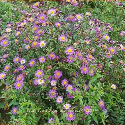 Aster ageratoides 'Ezo Murazaki'