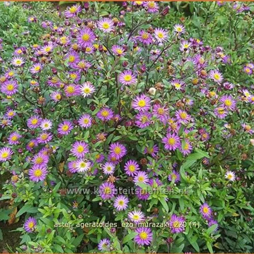 Aster ageratoides 'Ezo Murazaki'