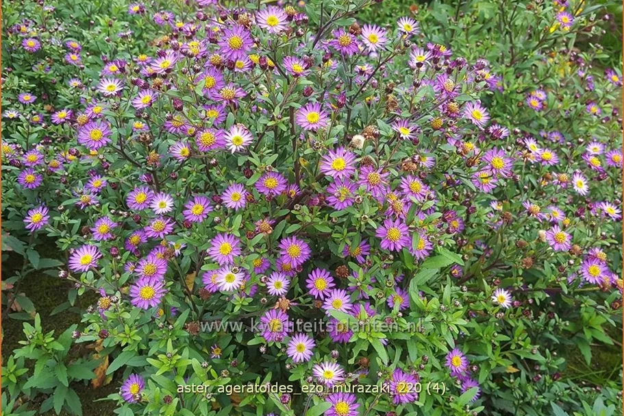 Aster ageratoides 'Ezo Murazaki'