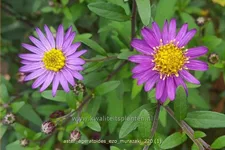 Aster ageratoides 'Ezo Murazaki'