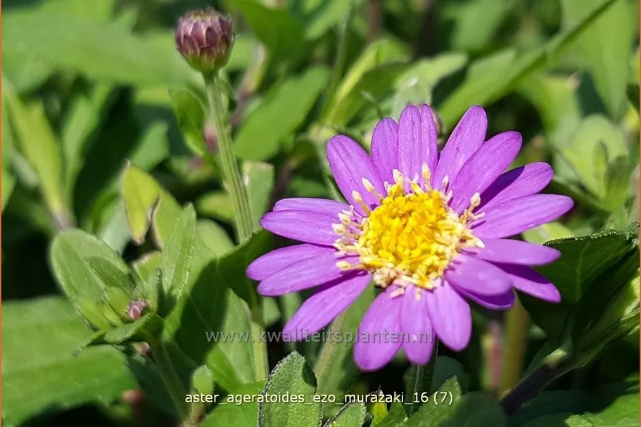 Aster ageratoides 'Ezo Murazaki'