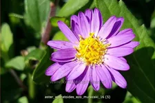 Aster ageratoides 'Ezo Murazaki'