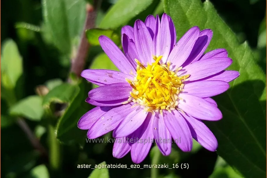 Aster ageratoides 'Ezo Murazaki'