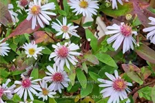 Aster lateriflorus var. horizontalis 'Chloe'