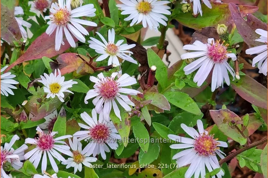 Aster lateriflorus var. horizontalis 'Chloe'