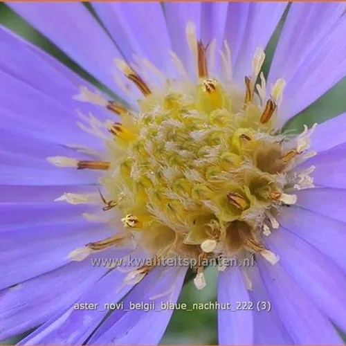 Aster novi-belgii 'Blaue Nachhut'