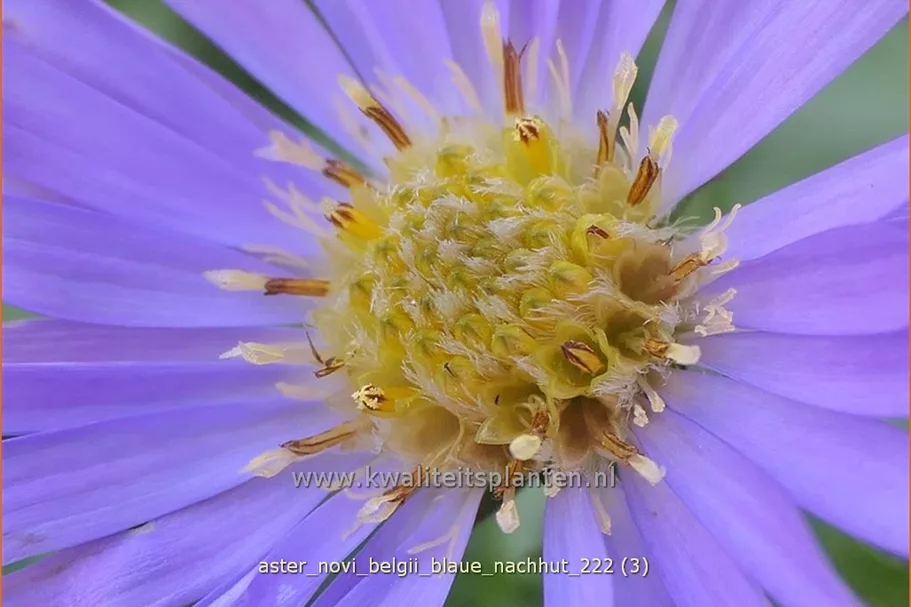 Aster novi-belgii 'Blaue Nachhut'