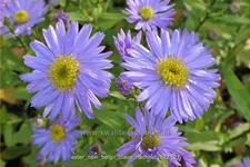 Aster novi-belgii 'Blaue Nachhut'
