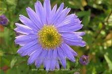 Aster novi-belgii 'Blaue Nachhut'