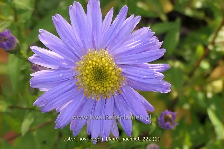 Aster novi-belgii 'Blaue Nachhut'