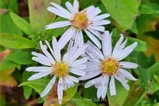 Aster lateriflorus var. horizontalis 'Chloe'