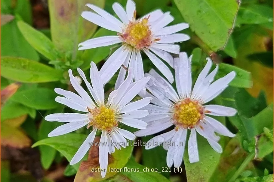 Aster lateriflorus var. horizontalis 'Chloe'
