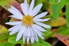 Aster lateriflorus var. horizontalis 'Chloe'