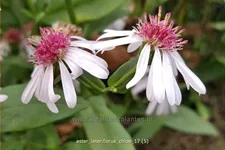 Aster lateriflorus var. horizontalis 'Chloe'