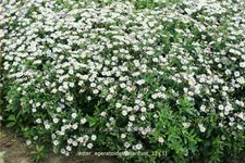 Aster ageratoides 'Stardust'