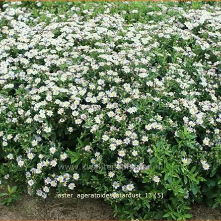 Aster ageratoides 'Stardust'
