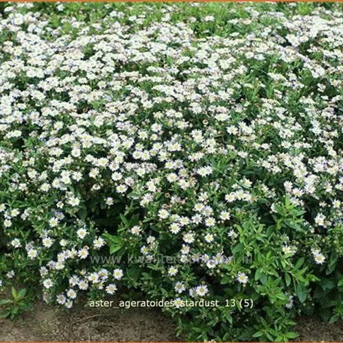 Aster ageratoides 'Stardust'