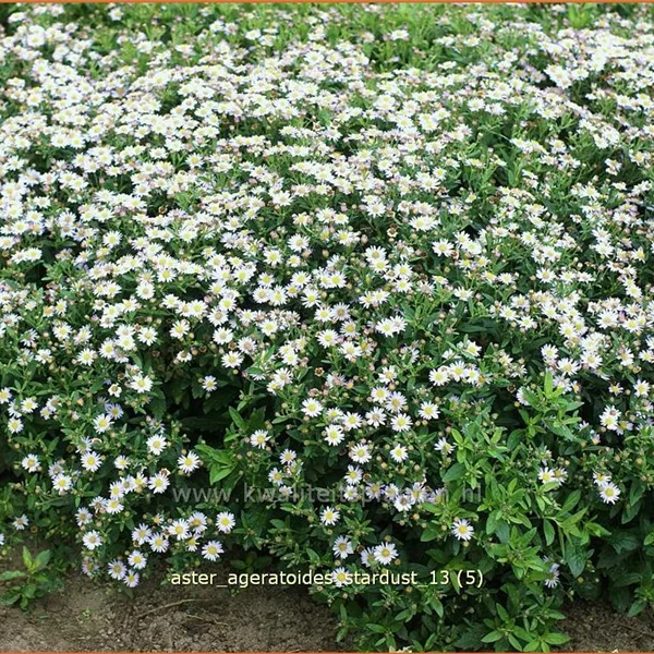 Aster ageratoides 'Stardust'