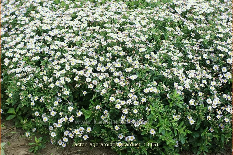 Aster ageratoides 'Stardust'