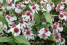Aster lateriflorus var. horizontalis 'Chloe'
