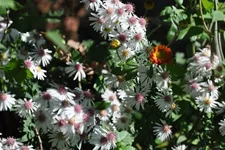 Aster lateriflorus var. horizontalis 'Chloe'