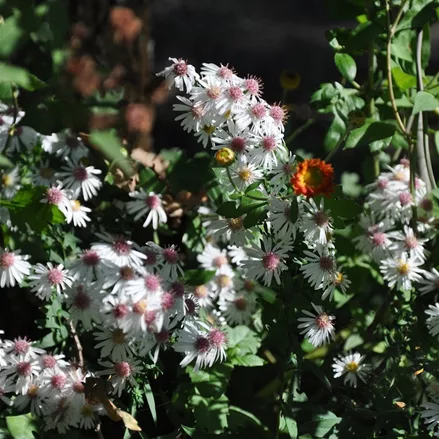Aster lateriflorus var. horizontalis 'Chloe'