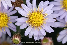 Aster ageratoides 'Stardust'