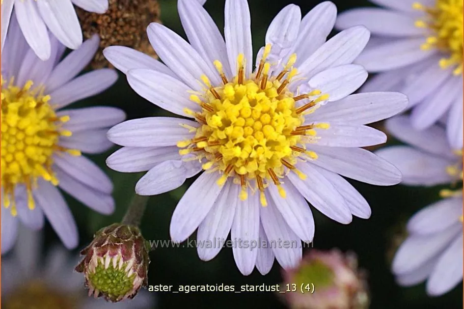 Aster ageratoides 'Stardust'
