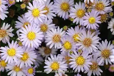 Aster ageratoides 'Stardust'
