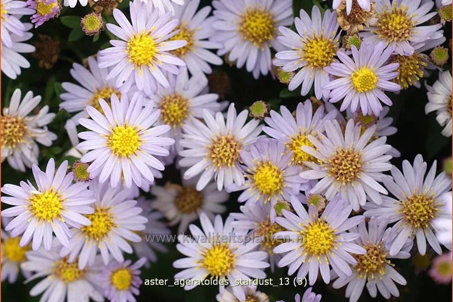 Aster ageratoides 'Stardust'