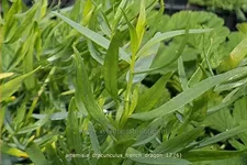 Artemisia dracunculus 'French Dragon'