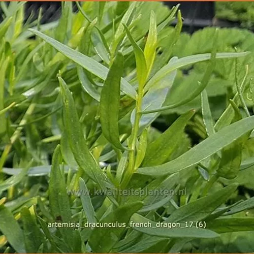 Artemisia dracunculus 'French Dragon'