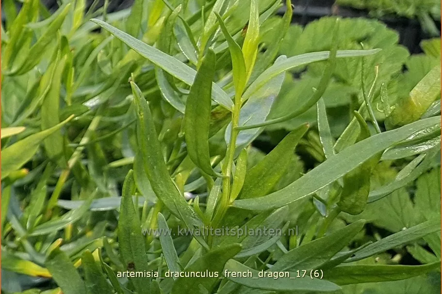 Artemisia dracunculus 'French Dragon'
