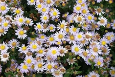 Aster ageratoides 'Stardust'