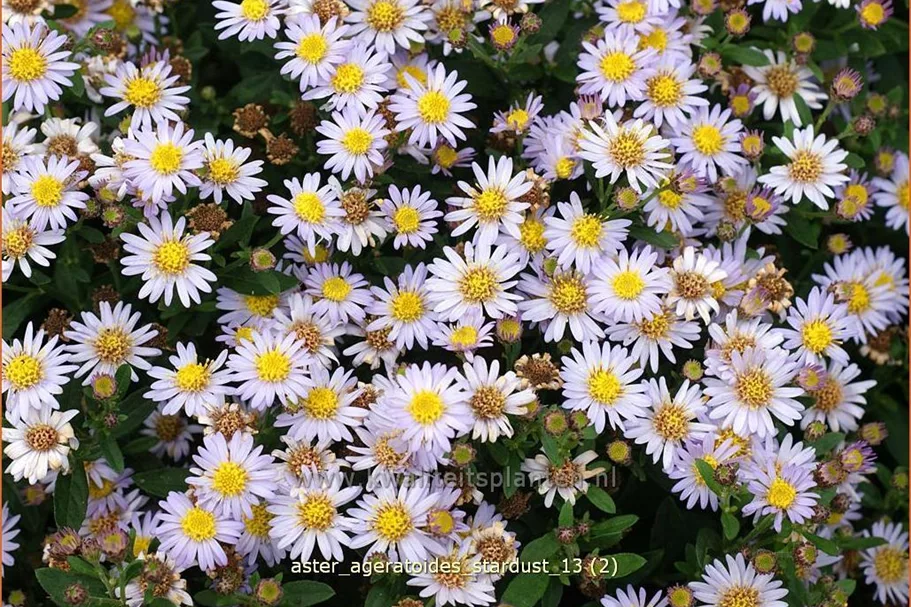 Aster ageratoides 'Stardust'