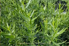 Artemisia dracunculus 'French Dragon'