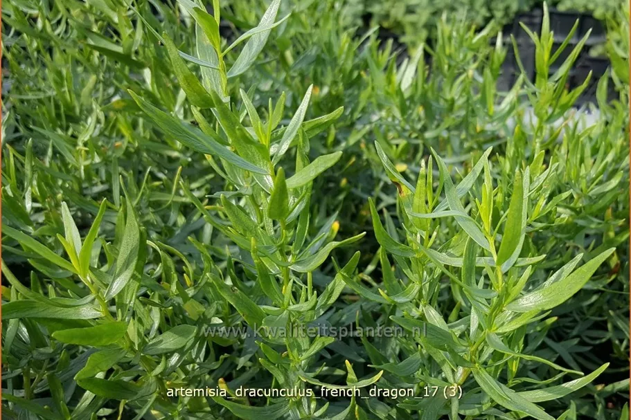 Artemisia dracunculus 'French Dragon'