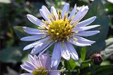 Aster ageratoides 'Stardust'