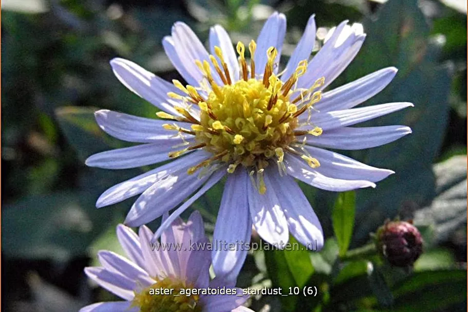 Aster ageratoides 'Stardust'