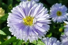 Aster novi-belgii 'Brigitte'