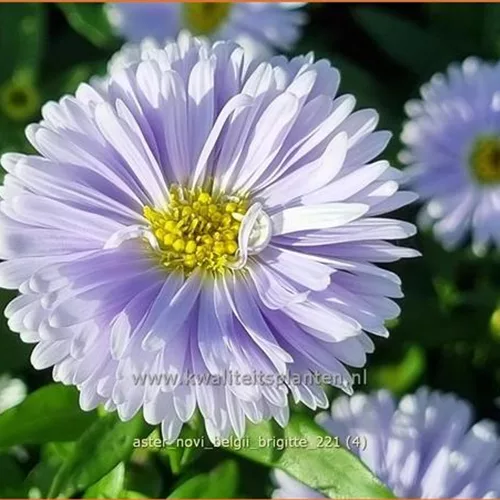 Aster novi-belgii 'Brigitte'