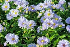 Aster novi-belgii 'Brigitte'