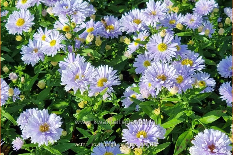 Aster novi-belgii 'Brigitte'