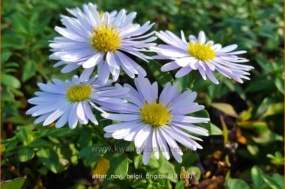 Aster novi-belgii 'Brigitte'