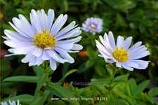 Aster novi-belgii 'Brigitte'
